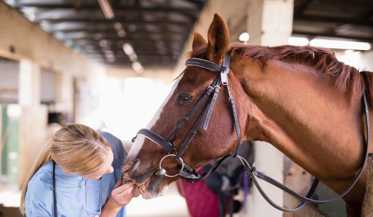 Female vet checking horse