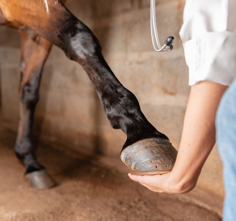 Veterinarian examining horse leg