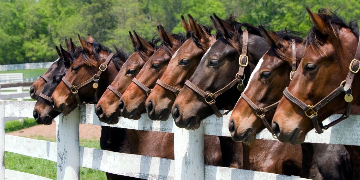 a group of horses looking over a white fence