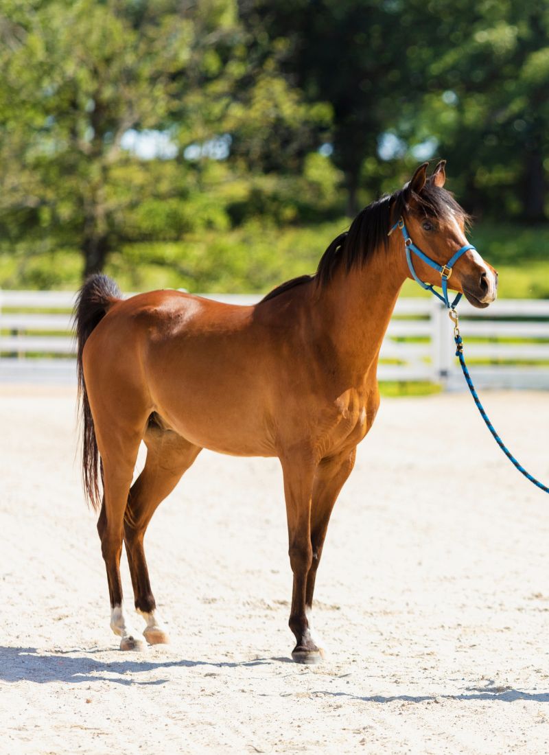 A horse with a blue halter stands on the ground