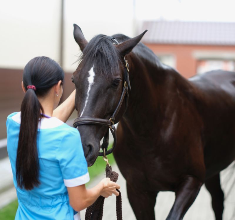 A person in blue scrubs holding the bridle of a horse