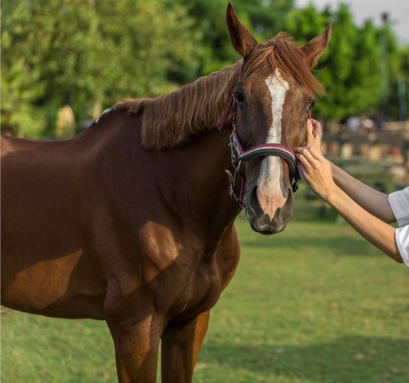 A woman gently petting a brown horse