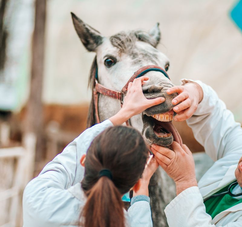 Vets checking a horse's teeth