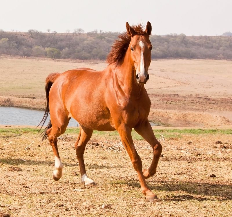 A horse running in a field