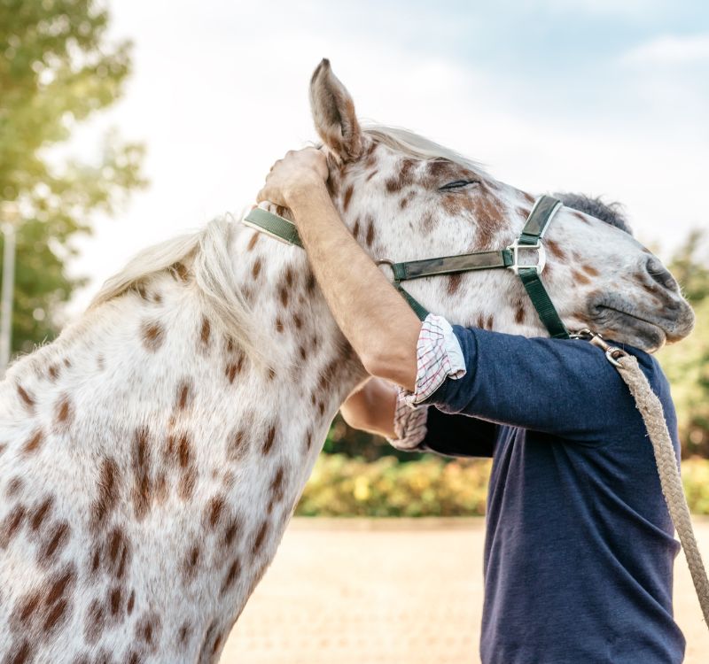 veterinarian checking health of spotted horse