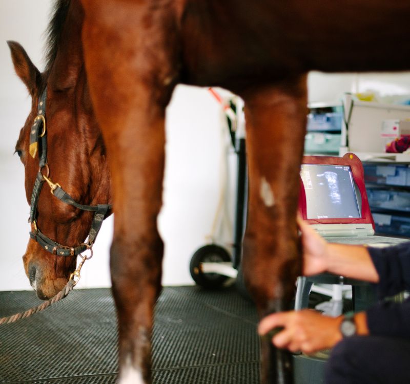 A vet undertakes an ultrasonic examination of a horse's fetlock