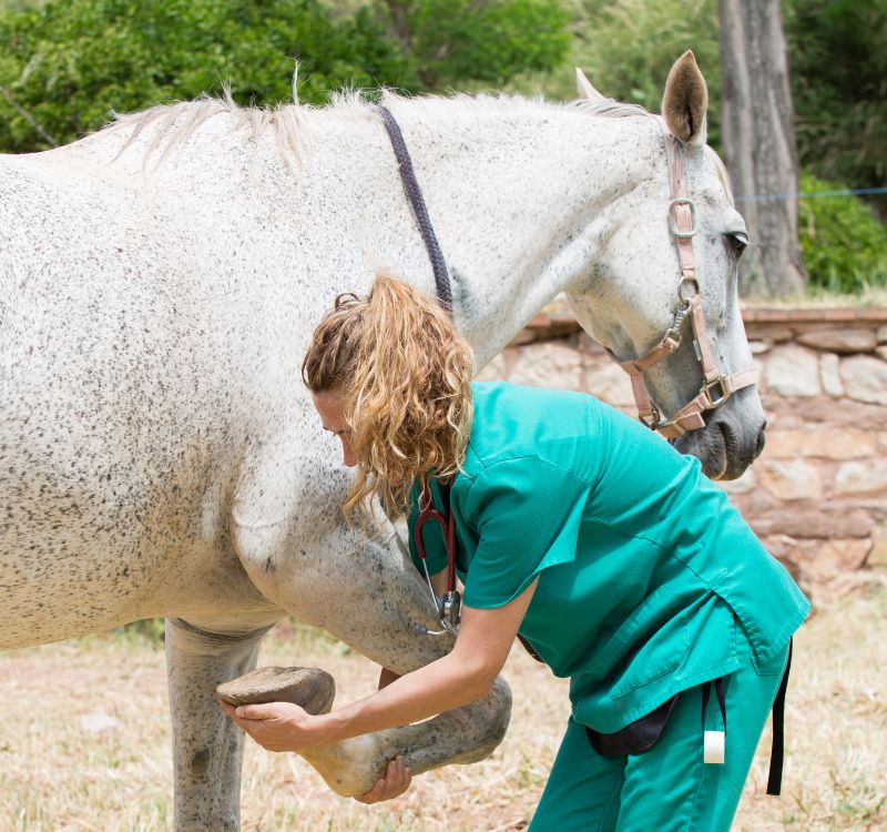 a vet checking a horse's leg