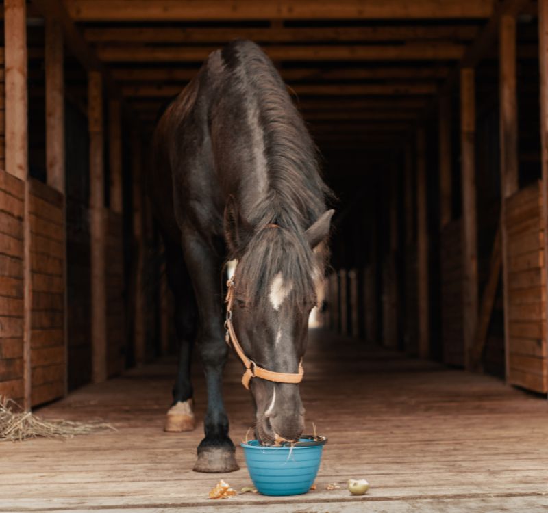 A horse eating from a blue bowl in a barn