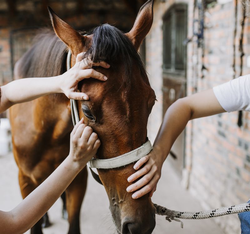 Two person examine a brown horse