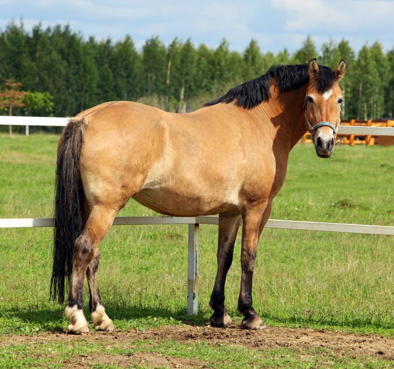 A horse standing in a field with a fence