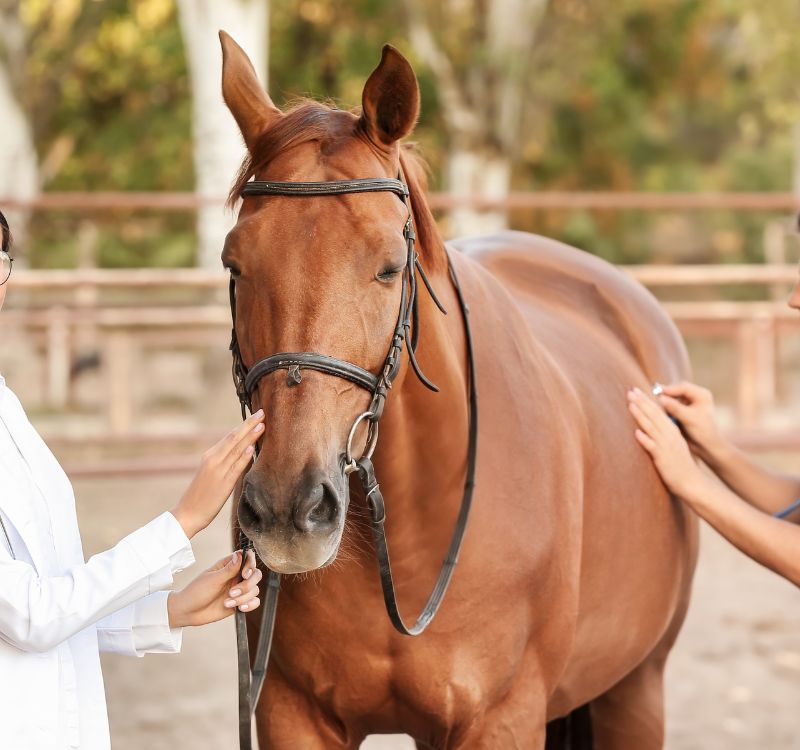 vets examining a horse using a stethoscope