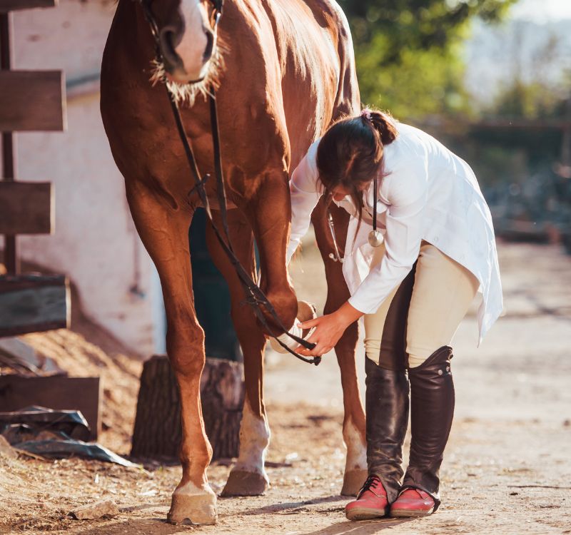 The vet wrapped a bandage around the horse's leg