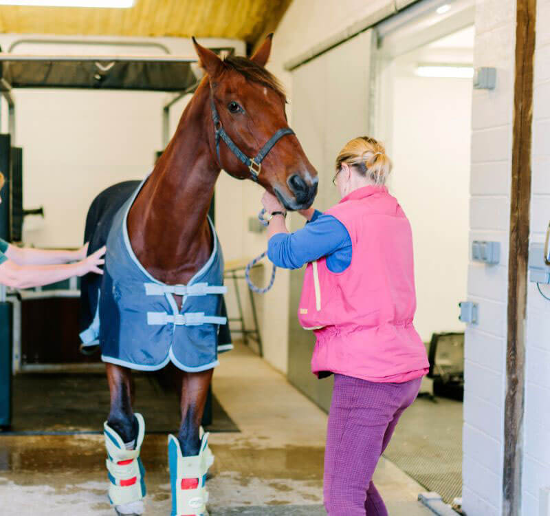 A woman caring for a horse in a stable