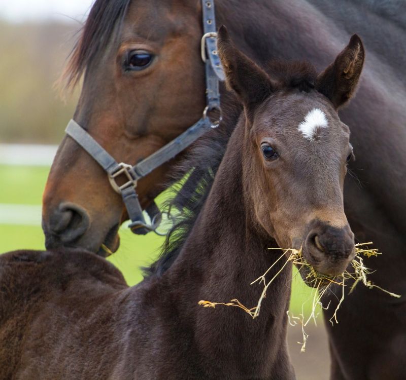 mare and foal eating hay