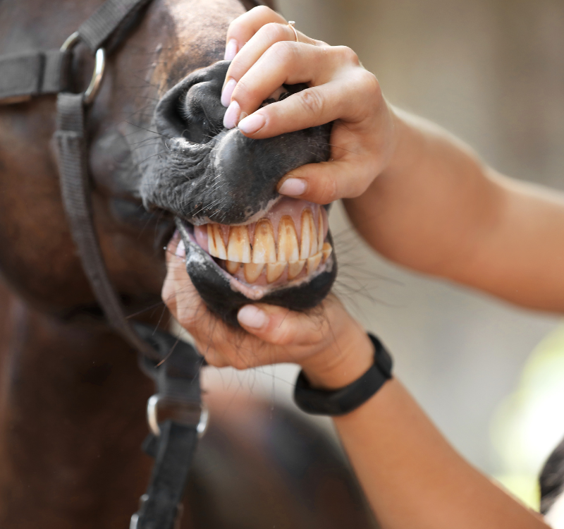 Vets checking a horse's teeth