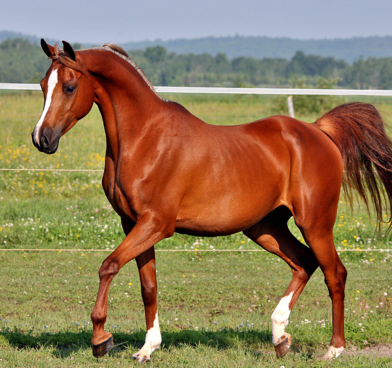 Veterinarian examining horse leg